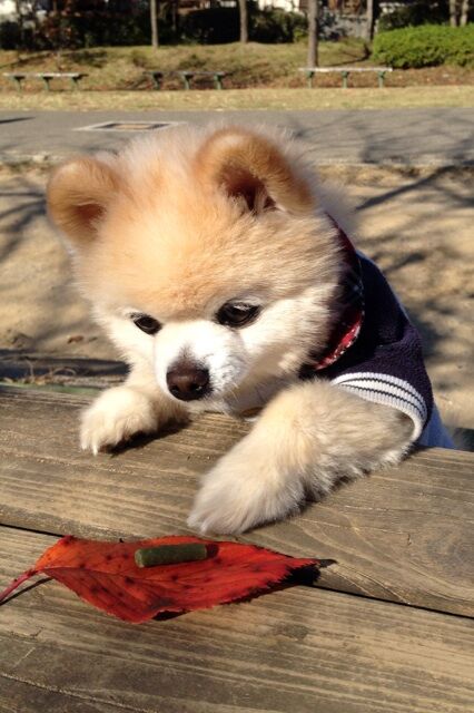 Декоративные собачки покорили Интернет. Фото