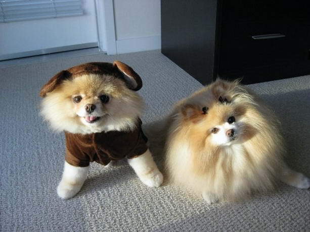 Декоративные собачки покорили Интернет. Фото