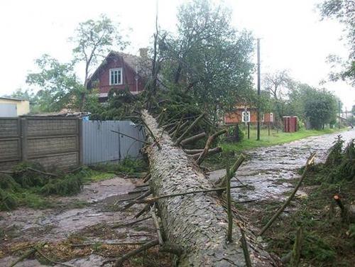 На Ривненщине ураган с корнями вырывал дубы и валил их на дома. Фото