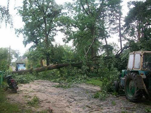 На Рівненщині ураган з корінням виривав дуби і валив їх на будинки. Фото