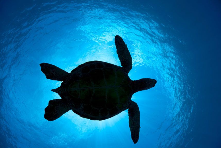 Підводна життя в океані