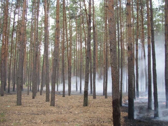 За день в столице выгорело 4 гектара травы