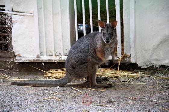 У центрі Одеси спіймали кенгуру
