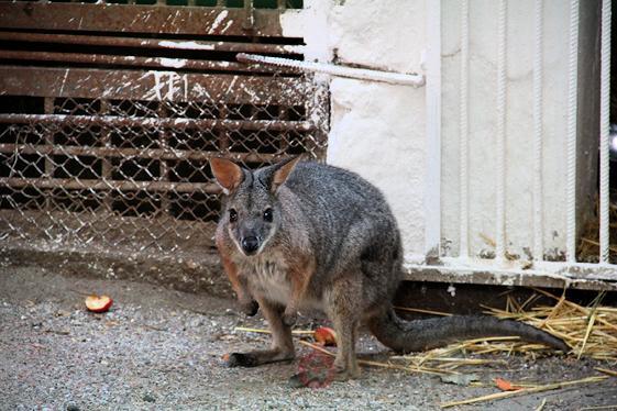 У центрі Одеси спіймали кенгуру