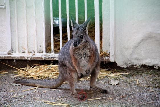 У центрі Одеси спіймали кенгуру