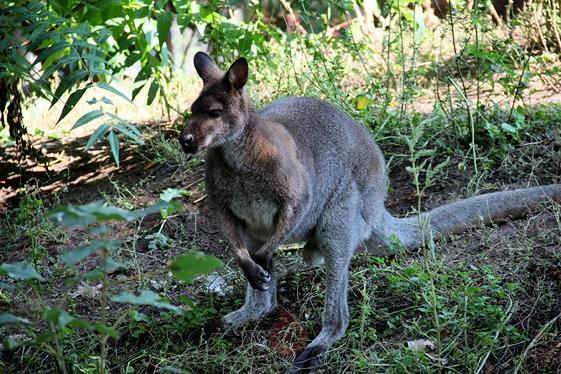 У центрі Одеси спіймали кенгуру