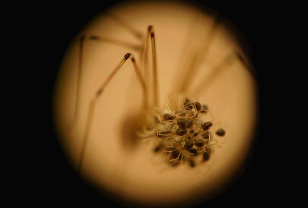 Фотоконкурс від National Geographic