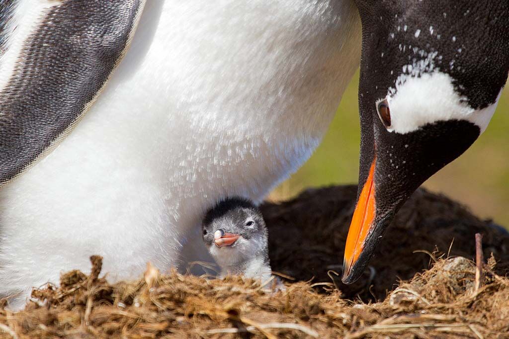 Фотоконкурс від National Geographic
