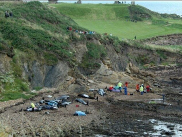 На мілководді в Шотландії викинуло 26 "чорних дельфінів". Фото. Відео