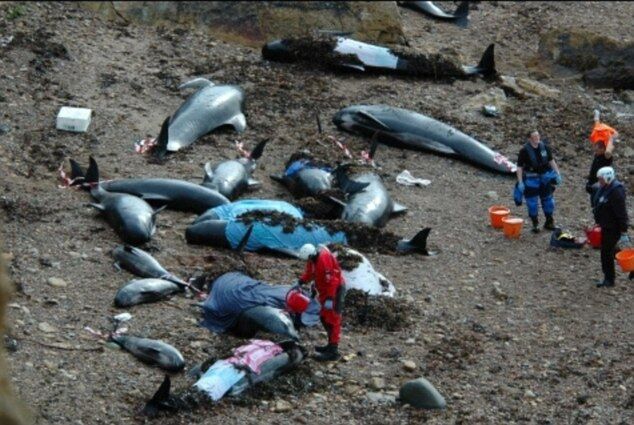 На мелководье в Шотландии выбросило 26 "черных дельфинов". Фото. Видео