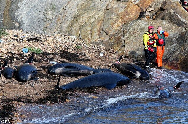 На мелководье в Шотландии выбросило 26 "черных дельфинов". Фото. Видео