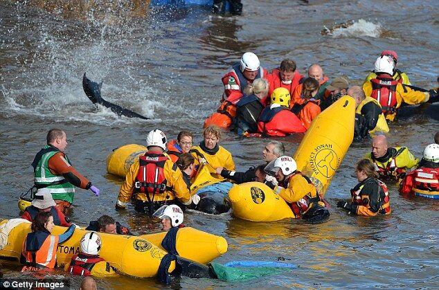 На мілководді в Шотландії викинуло 26 "чорних дельфінів". Фото. Відео