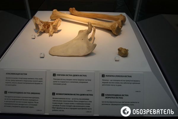 В Киев привезли выставку человеческих тел, печени и легких