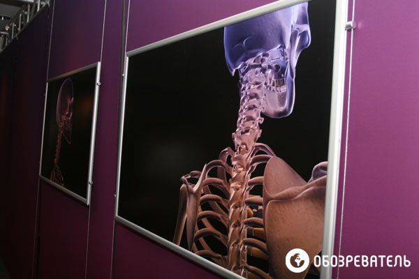 В Киев привезли выставку человеческих тел, печени и легких