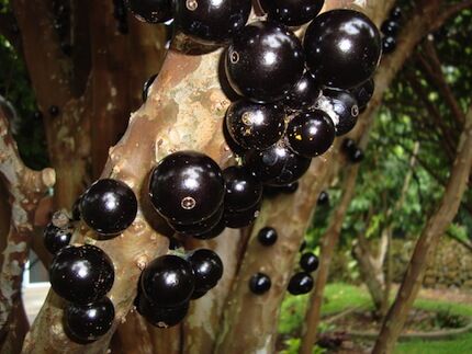 Самые редкие экзотические фрукты. Фото