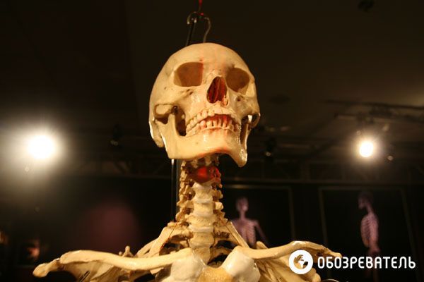 В Киев привезли выставку человеческих тел, печени и легких