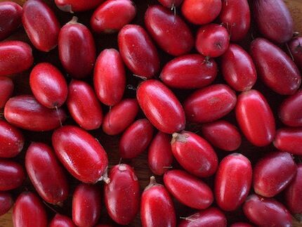 Самые редкие экзотические фрукты. Фото