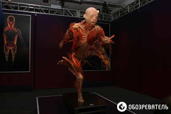 В Киев привезли выставку человеческих тел, печени и легких