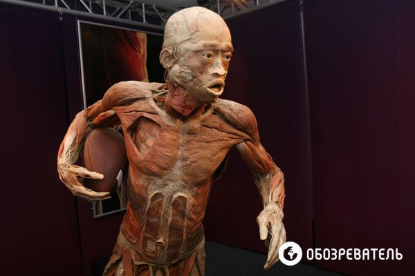 В Киев привезли выставку человеческих тел, печени и легких