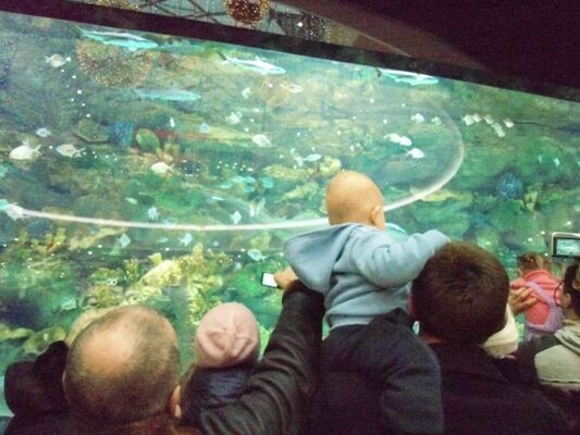 Акула в Киеве: хищник или жертва?