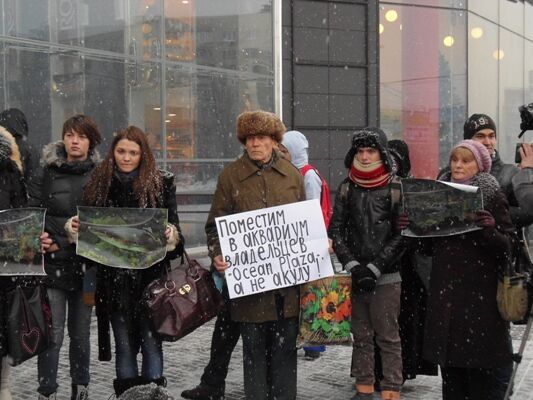 Акула в Киеве: хищник или жертва?