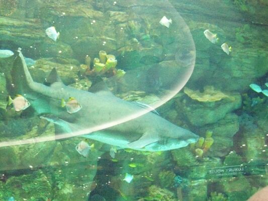 Акула в Киеве: хищник или жертва?