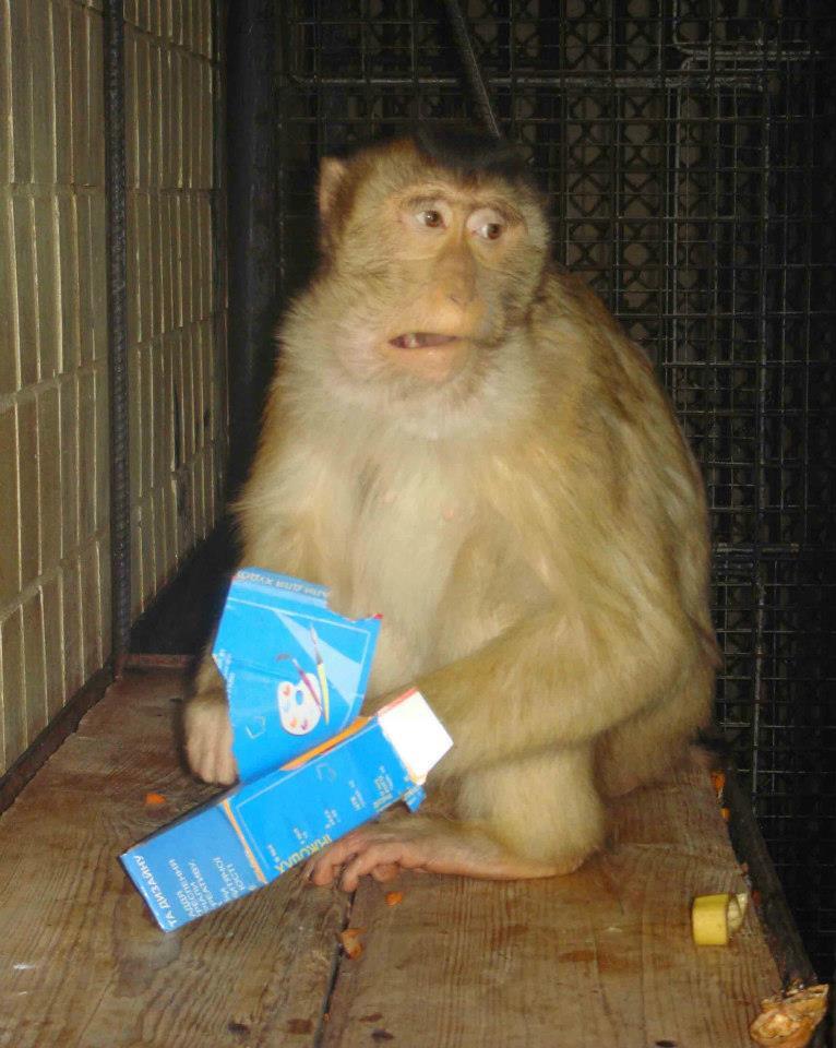 В зоопарке подарили обезьянам "новогодние наборы"