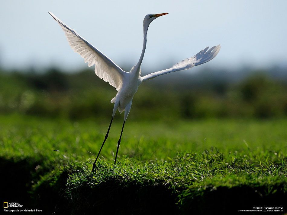 Кращі фото 2-го тижня року від National Geographic
