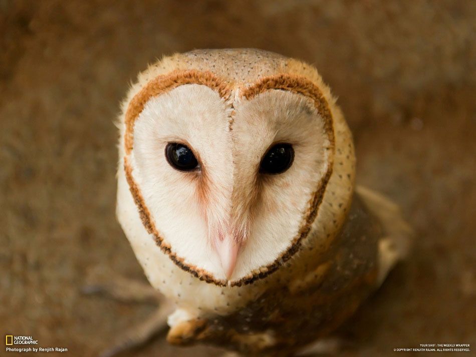Кращі фото 2-го тижня року від National Geographic