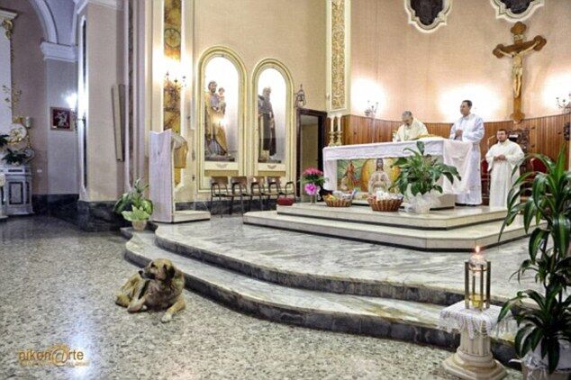 Овчарка каждый день ходит в церковь, где прошли похороны ее хозяйки. Фото