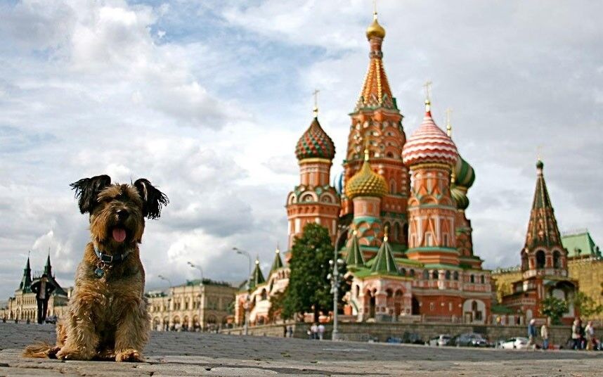 Собака, яка об'їздила весь світ