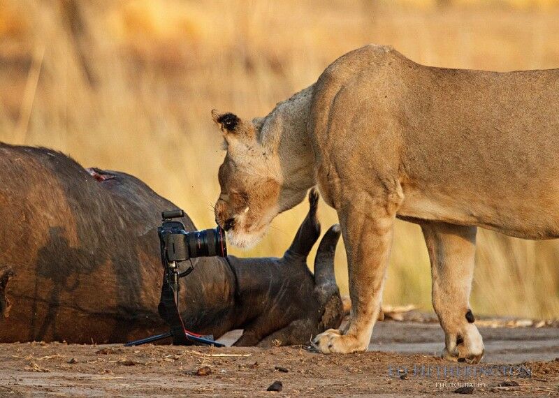 Где же ты, фотограф?