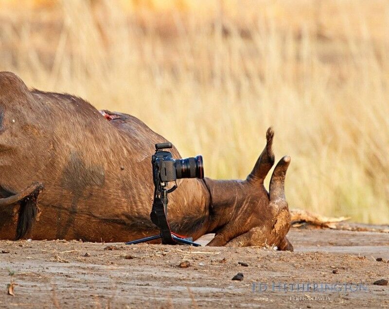 Где же ты, фотограф?