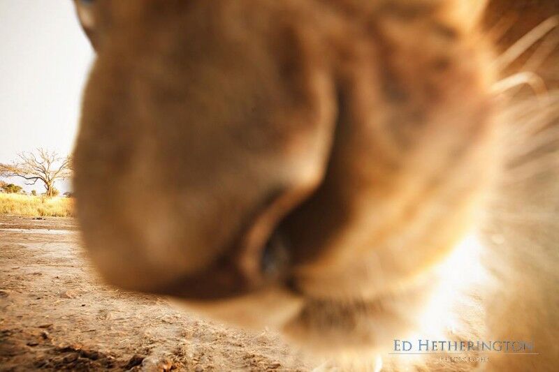 Где же ты, фотограф?