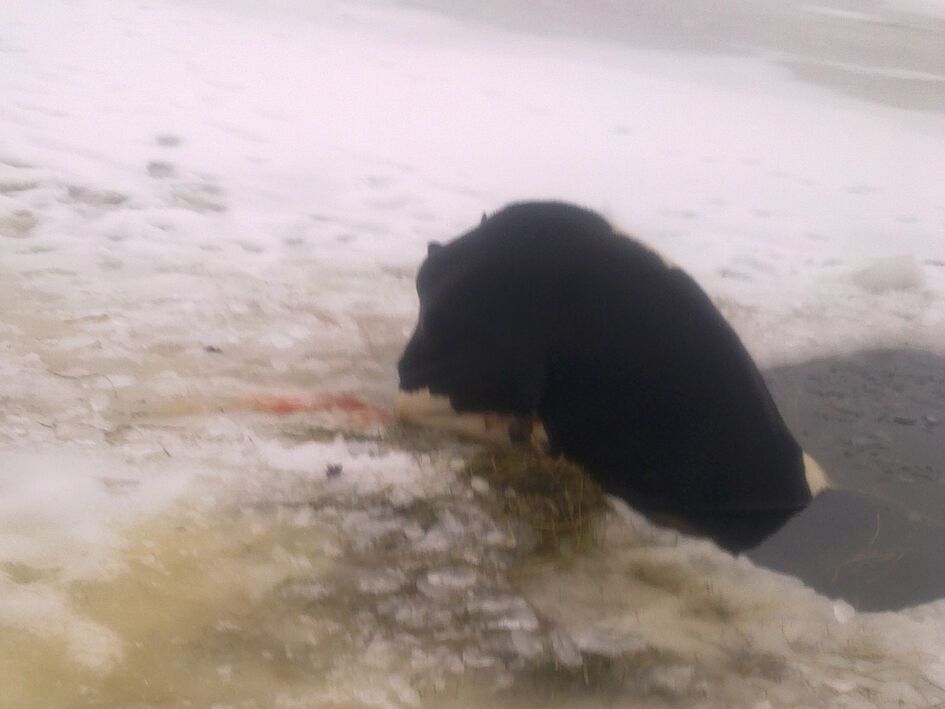 На Хмельниччині корова ненавмисно взяла участь у водохресних купаннях