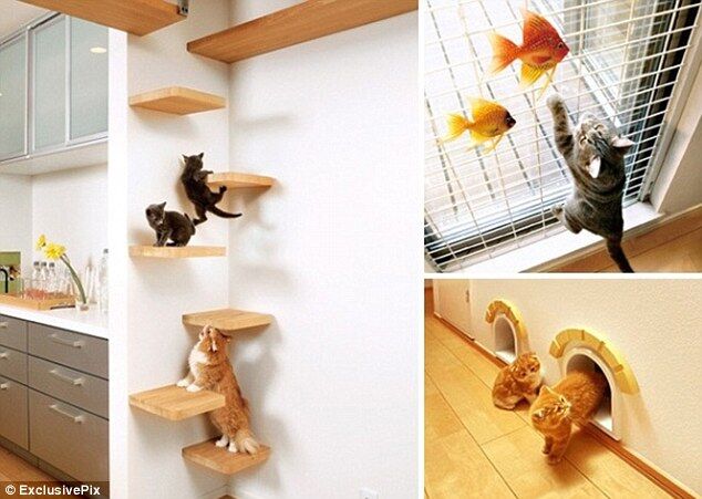 В Японии строят квартиры, созданные радовать кошек. Видео