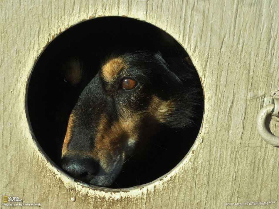 Фотографии недели от National Geographic. 27.01.2013