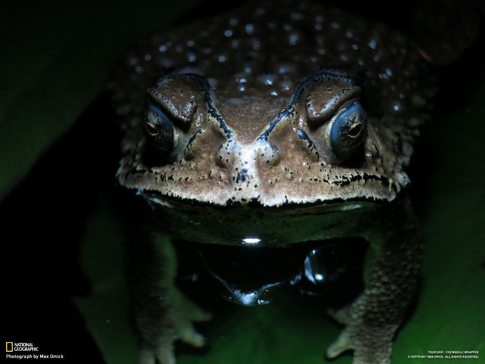 Фотографии недели от National Geographic. 27.01.2013