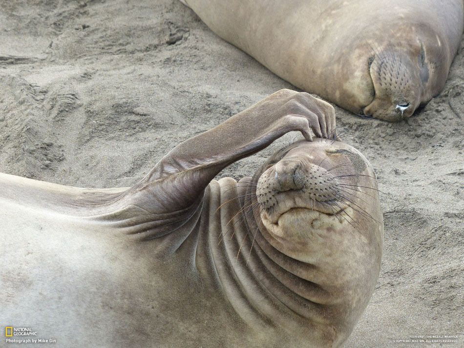 Фотографии недели от National Geographic. 27.01.2013