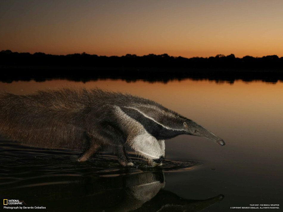 Фотографии недели от National Geographic. 27.01.2013