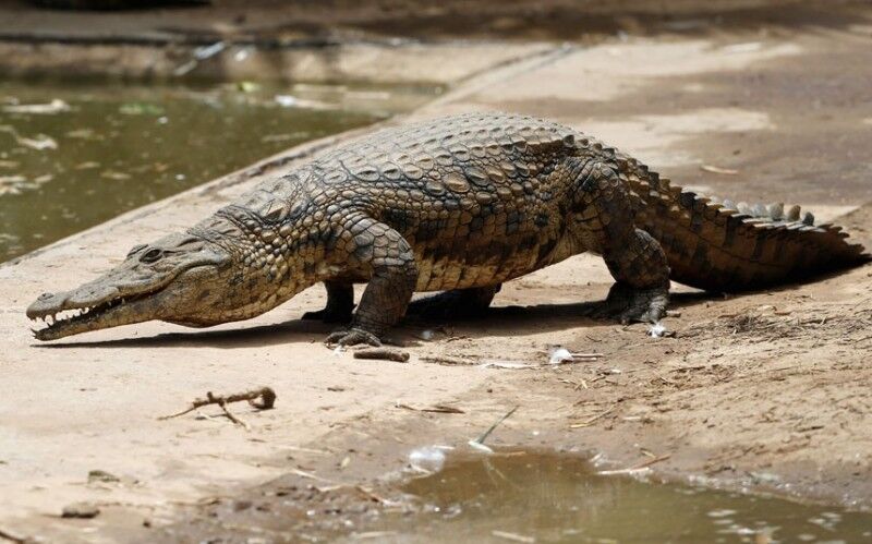 Сбежавшие крокодилы продолжают терроризировать жителей ЮАР. Фото. Видео