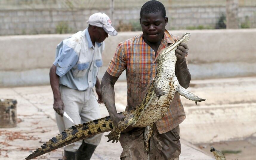 Сбежавшие крокодилы продолжают терроризировать жителей ЮАР. Фото. Видео