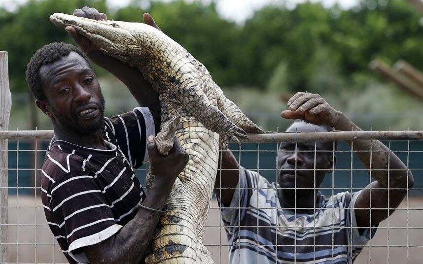 Втекли крокодили продовжують тероризувати жителів ПАР. Фото. Відео