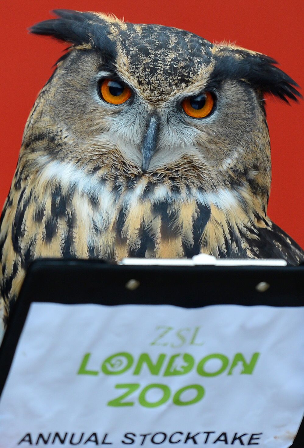 Перепис у Лондонському зоопарку 2013