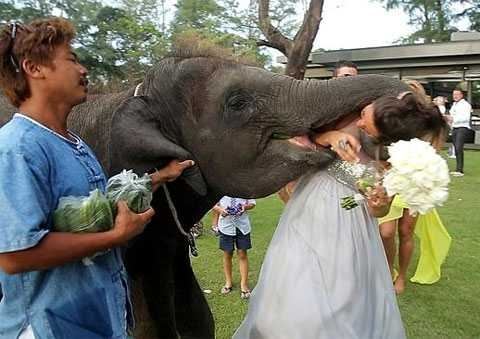 Курйоз на весіллі в Таїланді: слон ледь не пообідав нареченою
