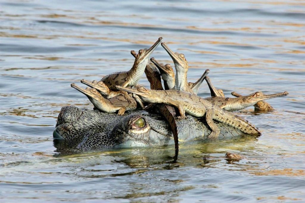 Победители фотоконкурса Wildlife Photographer of the Year