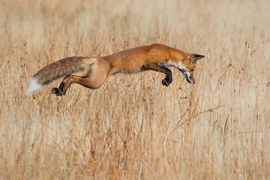 Переможці фотоконкурсу Wildlife Photographer of the Year