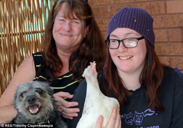 Женщина сделала искусственное дыхание слепой курице, свалившейся в бассейн