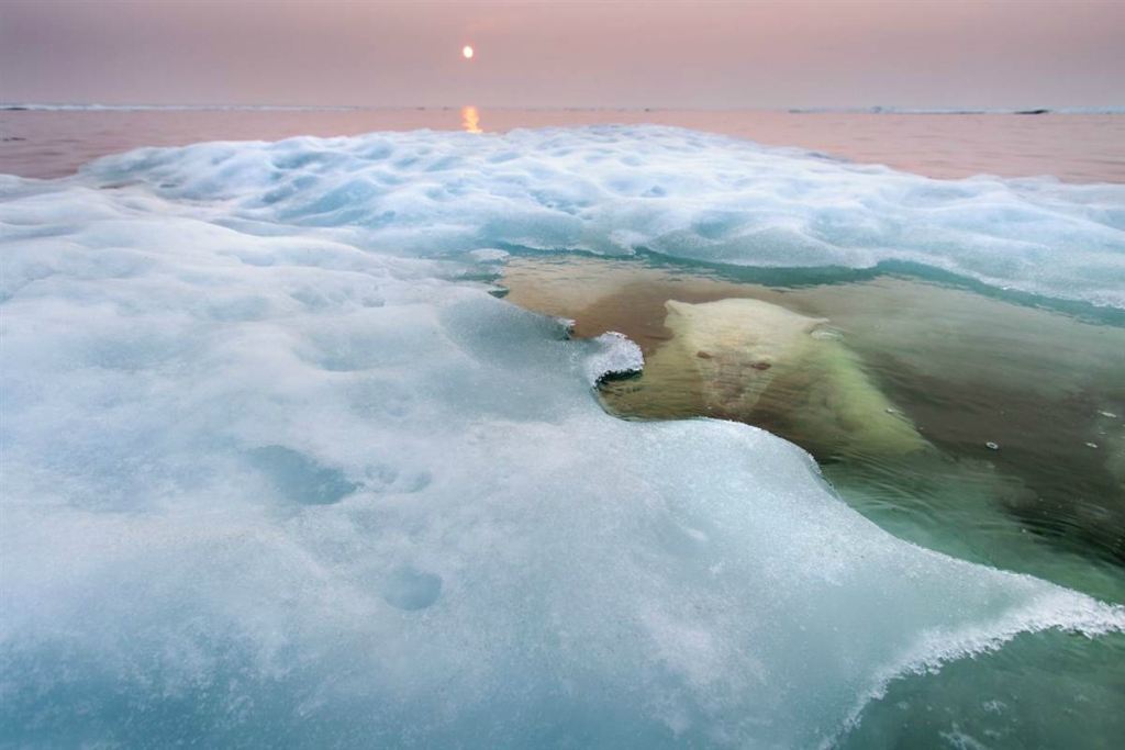 Победители фотоконкурса Wildlife Photographer of the Year