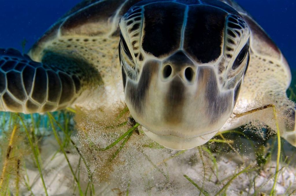 Победители фотоконкурса Wildlife Photographer of the Year